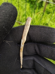 Eutropis multifasciata