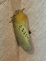 Poekilloptera phalaenoides