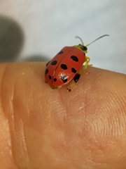 Alagoasa nigromaculata