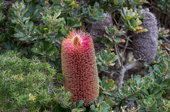 Banksia praemorsa