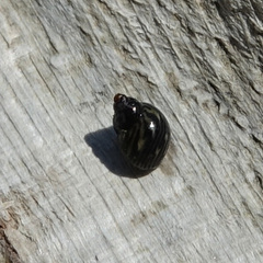 Tricolia