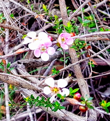 Leptospermum squarrosum
