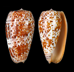 Conus bullatus