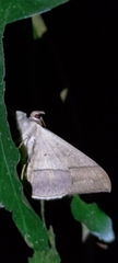 Oxyodes scrobiculata