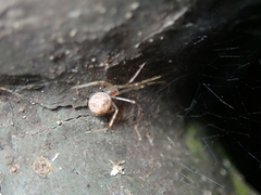 Chrysso lingchuanensis