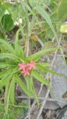 Collomia biflora