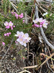 Boronia pilosa