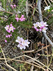 Boronia pilosa