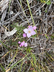 Boronia pilosa