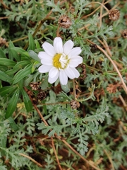Anthemis maritima