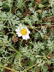 Anthemis maritima