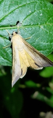 Oxyodes scrobiculata