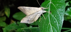 Oxyodes scrobiculata