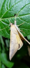 Oxyodes scrobiculata