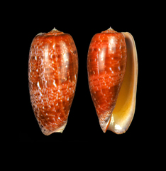 Conus bullatus