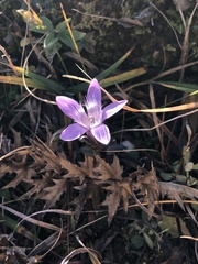 Gentianella germanica