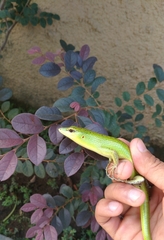 Lamprolepis smaragdina