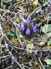 Gentianella germanica