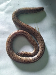 Cylindrophis opisthorhodus
