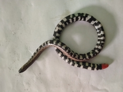 Cylindrophis opisthorhodus