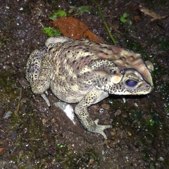 Duttaphrynus melanostictus