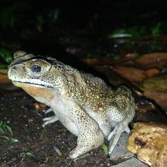 Duttaphrynus melanostictus