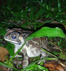 Duttaphrynus melanostictus