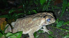 Duttaphrynus melanostictus