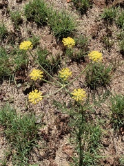 Afrosciadium magalismontanum