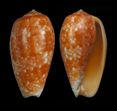 Conus bullatus