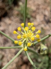 Afrosciadium magalismontanum