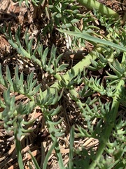 Afrosciadium magalismontanum