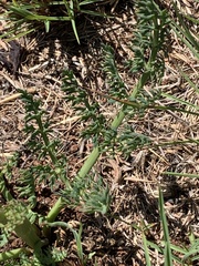 Afrosciadium magalismontanum