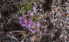 Verticordia plumosa