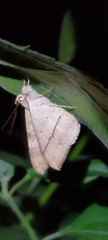 Oxyodes scrobiculata