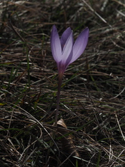 Crocus ligusticus