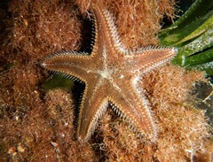 Astropecten spinulosus