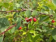 Cotoneaster uniflorus