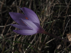 Crocus ligusticus