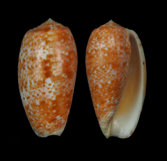 Conus bullatus