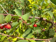 Cotoneaster uniflorus
