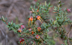 Darwinia citriodora