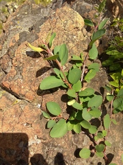 Cotoneaster uniflorus