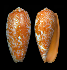 Conus bullatus