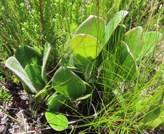 Mairia coriacea