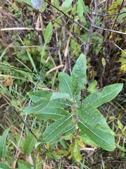 Salix pyrifolia