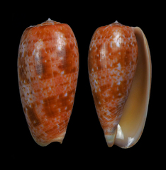Conus bullatus