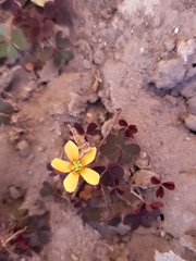 Oxalis corniculata repens