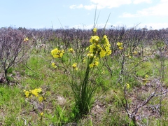 Bobartia longicyma