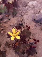 Oxalis corniculata repens